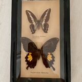 Frame of stuffed butterflies