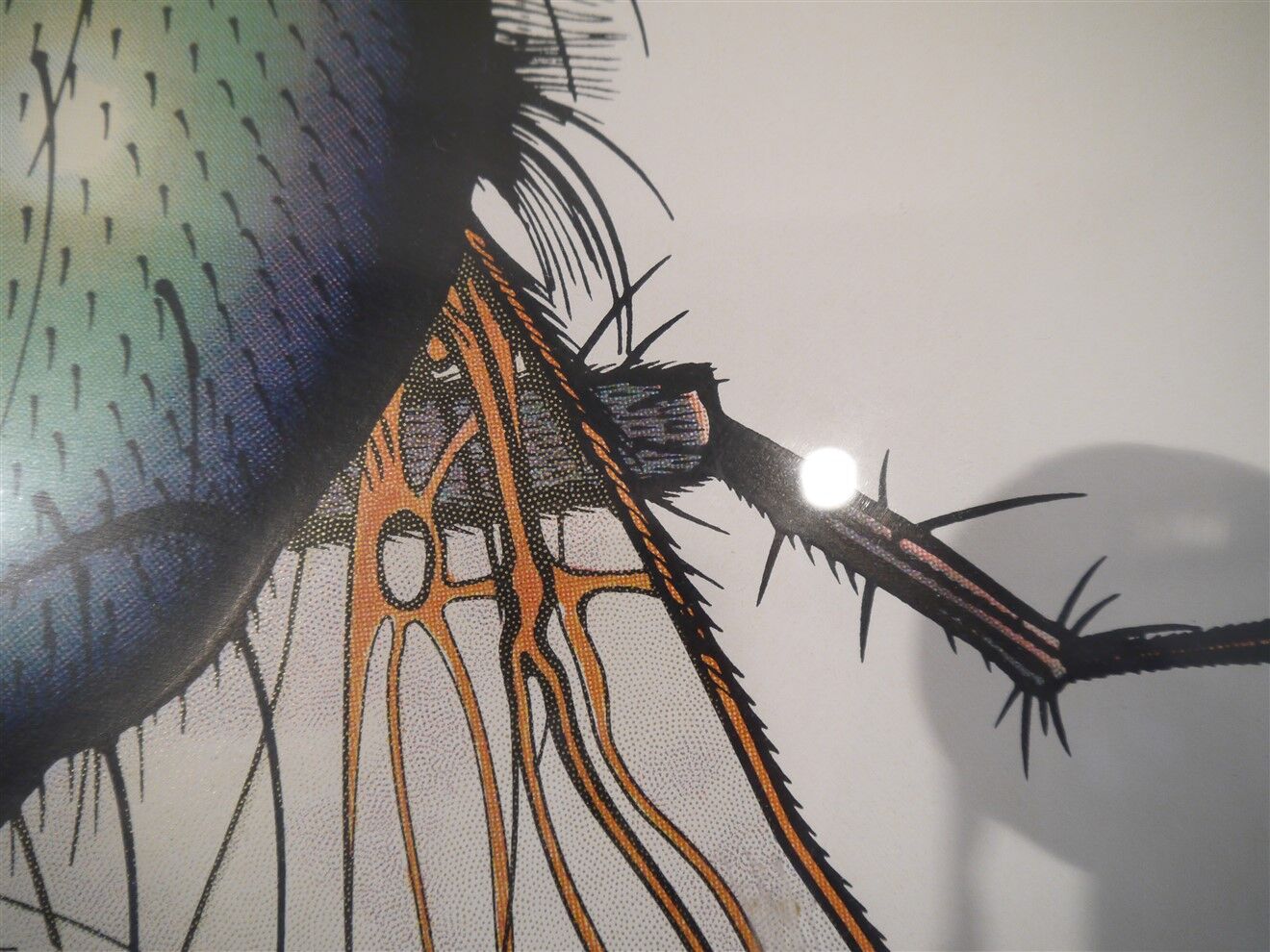 Vintage serigraphy by Anders Osterlin