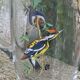 Vintage glass bird decanter, 1950/60