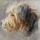 Painting pastel dog "Portrait of Cairn terrier" and frame
