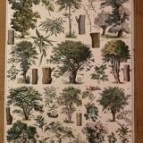 Botanical trees original Larousse plates from the beginning of the century