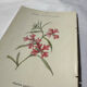 🌿 Botanical Plate Old Naturalist Engraving 19th Century Double-Sided