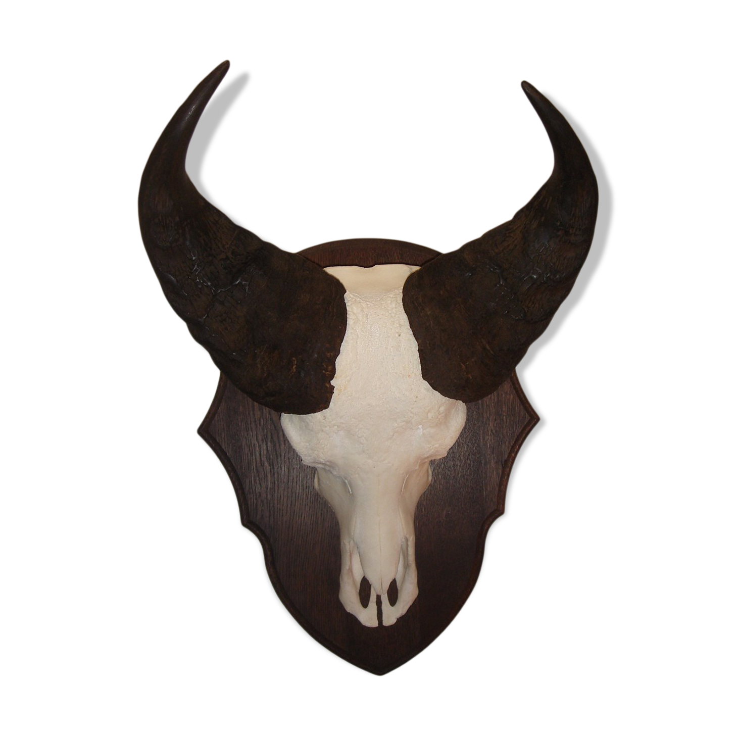 Namibia's Kettner massacre buffalo