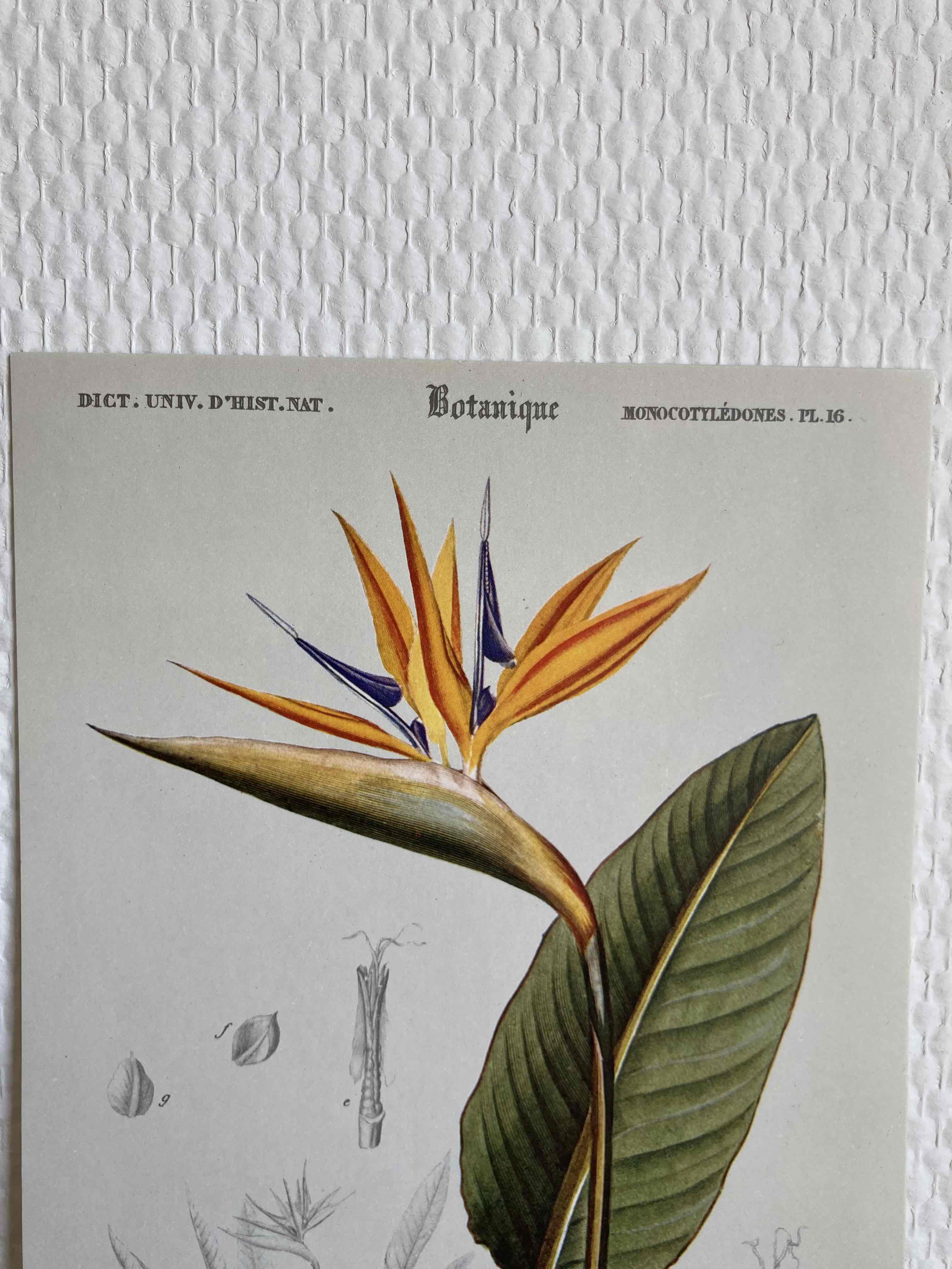 Planche botanique Oiseaux du Paradis