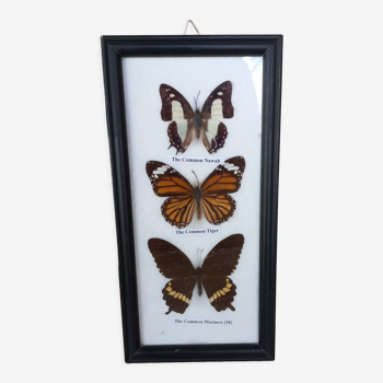 Frame 3 stuffed butterflies