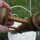 Wall-mounted coat rack, bamboo imitation wood, 4 hooks.
