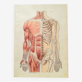 Lithograph on bones and muscles from 1920