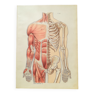 Lithograph on bones and muscles from 1920