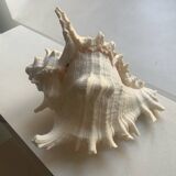 Shellfish