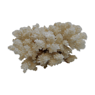 Large old white coral