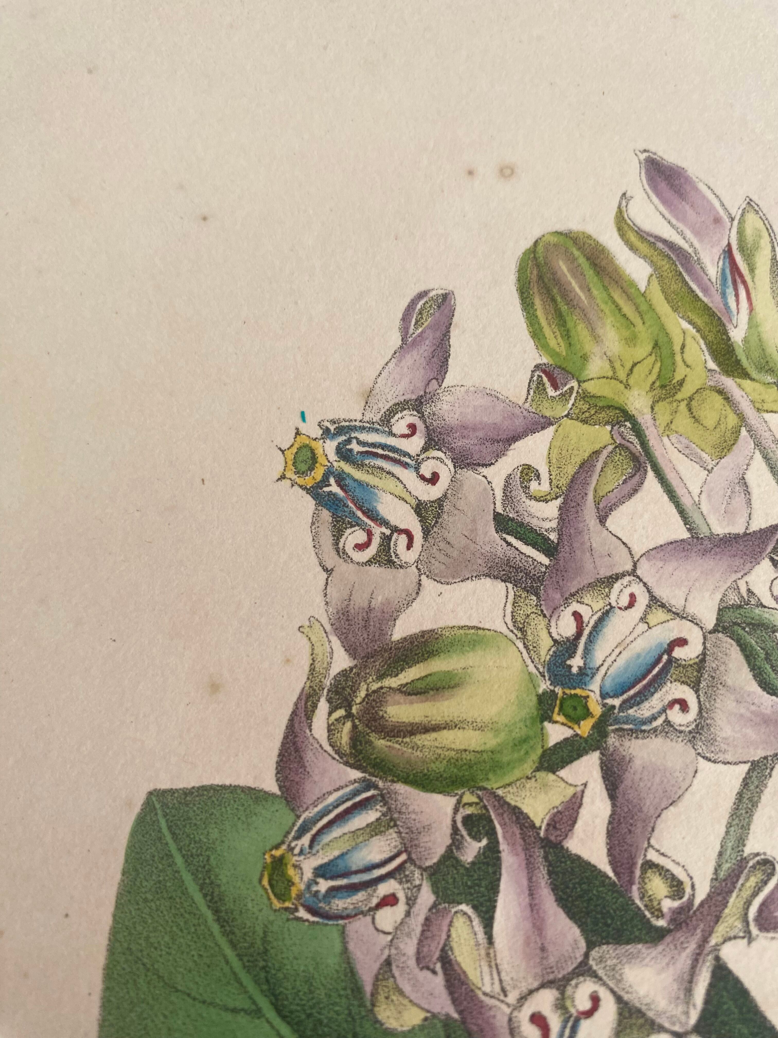 Botanical board, glazed wood frame