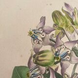 Botanical board, glazed wood frame