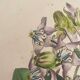Botanical board, glazed wood frame