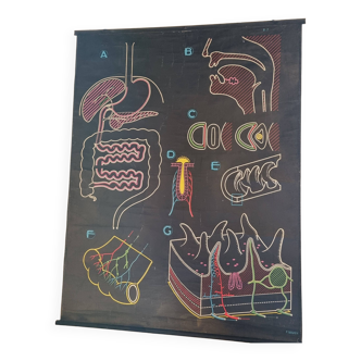 poster P Sougy / the digestive system