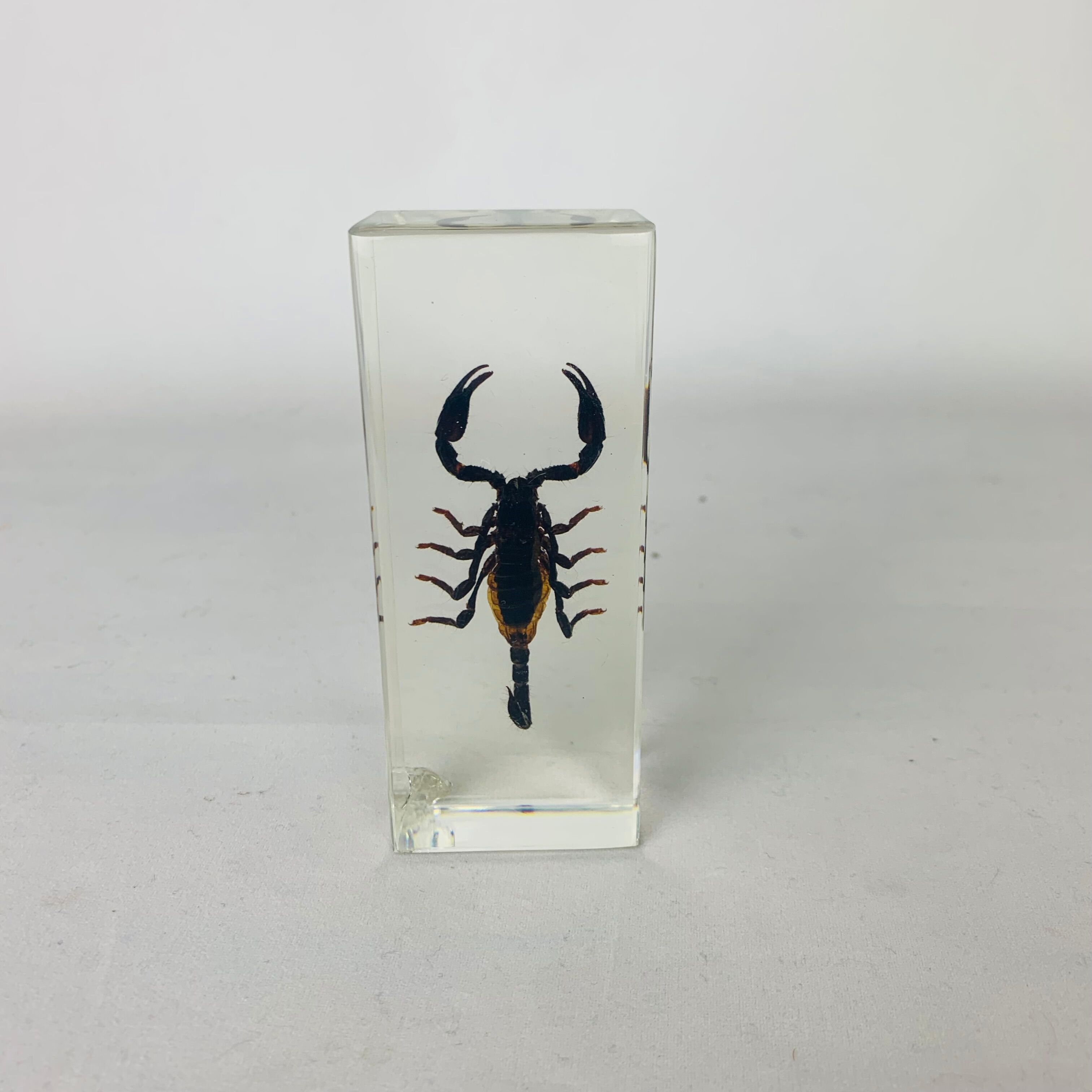 Insect scorpion resin object of curiosity