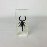 Insect scorpion resin object of curiosity