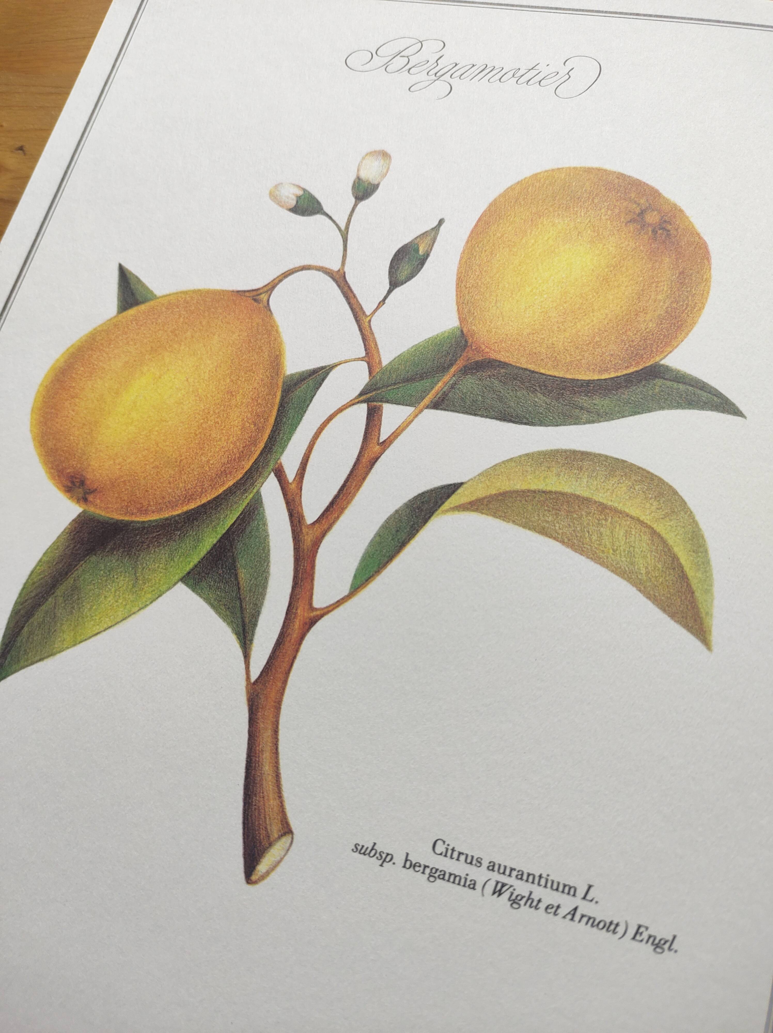 Gravure d'agrume bergamotier illustration de citrus bergamia