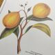 Gravure d'agrume bergamotier illustration de citrus bergamia