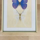 2 vintage naturalized butterfly frames