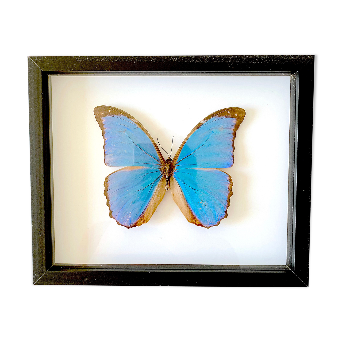 Naturalized butterfly frame