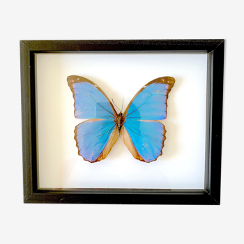 Naturalized butterfly frame