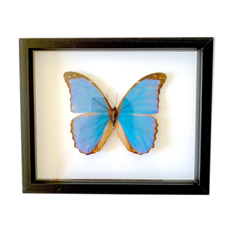 Naturalized butterfly frame