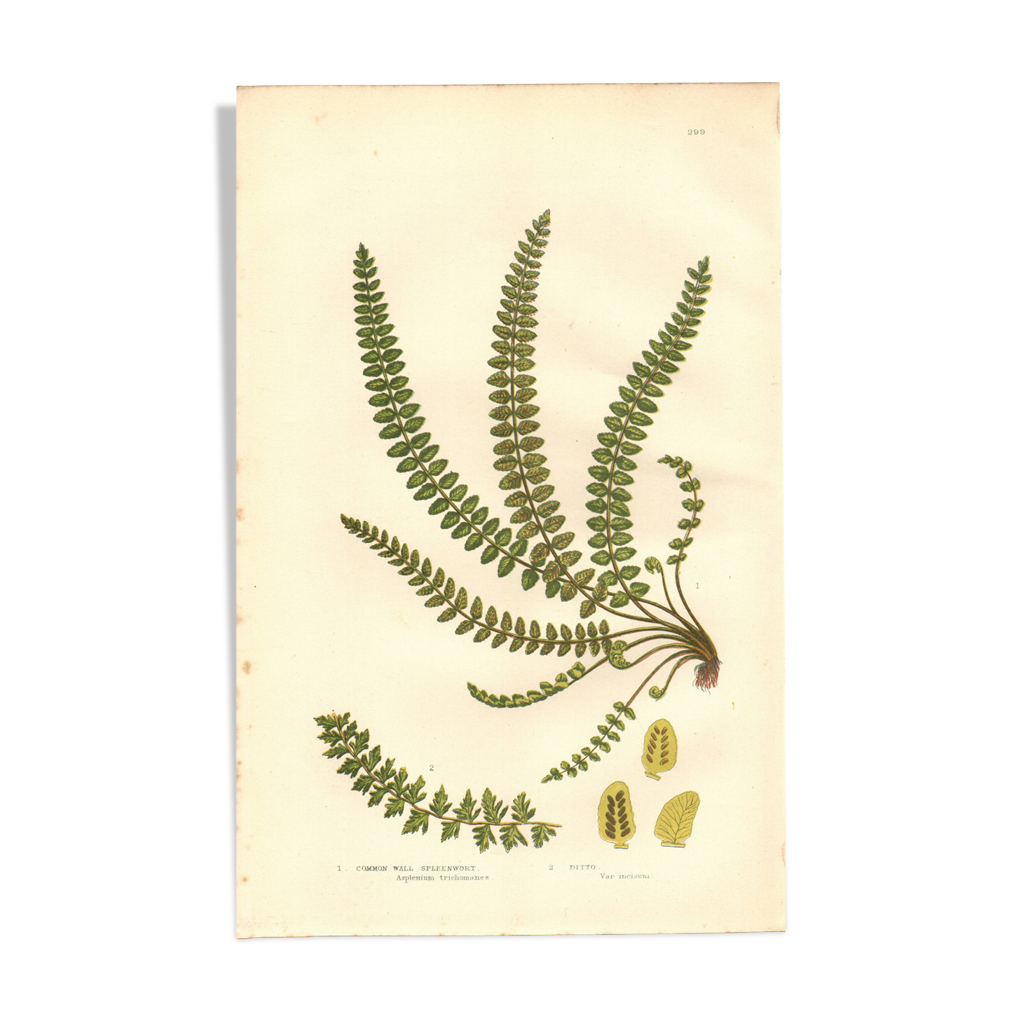 Engraving from 1889 - British Ferns by A. Pratt - Vintage lithograph