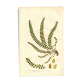 Engraving from 1889 - British Ferns by A. Pratt - Vintage lithograph