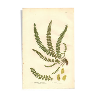 Engraving from 1889 - British Ferns by A. Pratt - Vintage lithograph