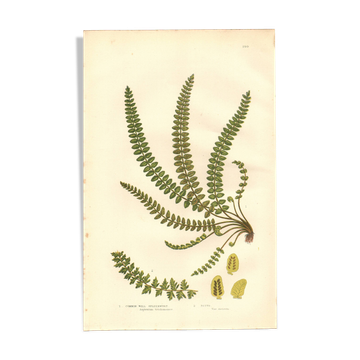 Engraving from 1889 - British Ferns by A. Pratt - Vintage lithograph