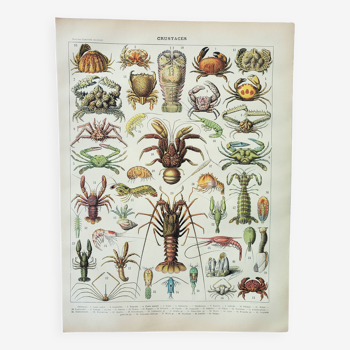 Gravure ancienne 1898, Crustacés, crabe, faune marine • Lithographie, Planche originale