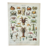 Gravure ancienne 1898, Crustacés, crabe, faune marine • Lithographie, Planche originale