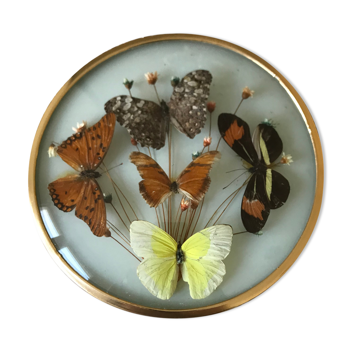 Vintage butterfly frame