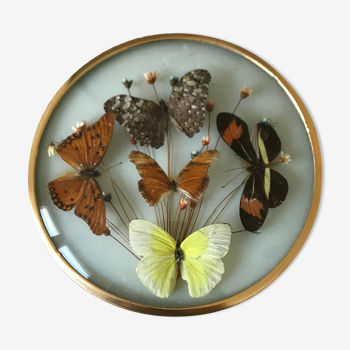 Vintage butterfly frame