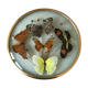 Vintage butterfly frame