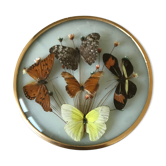 Vintage butterfly frame