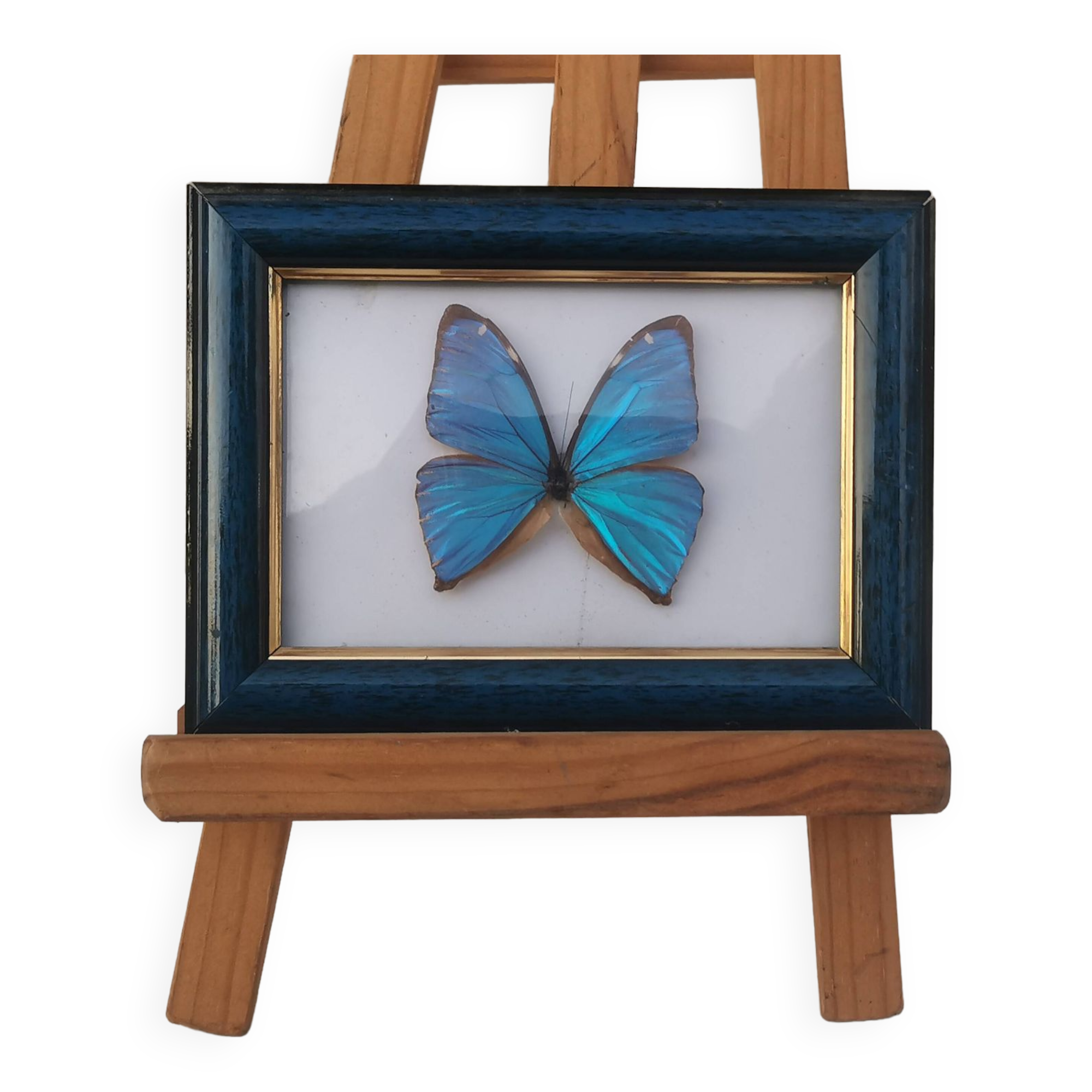 TABLEAU "PAPILLON BLEU ENCADRE"