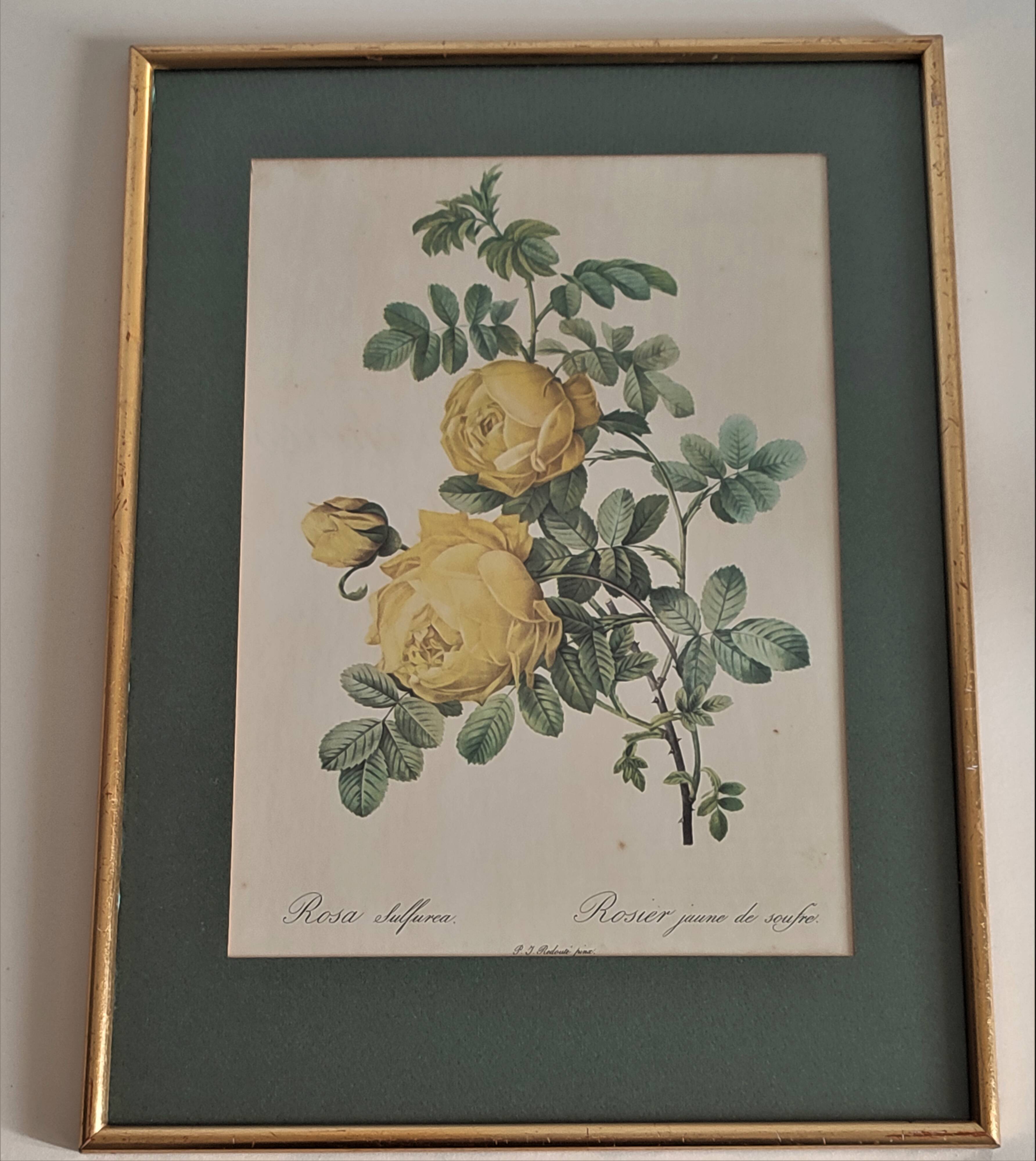 Botanical board by Redouté