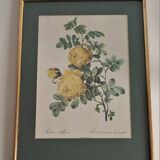 Botanical board by Redouté