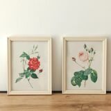 Two litho rose Redouté