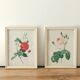 Two litho rose Redouté