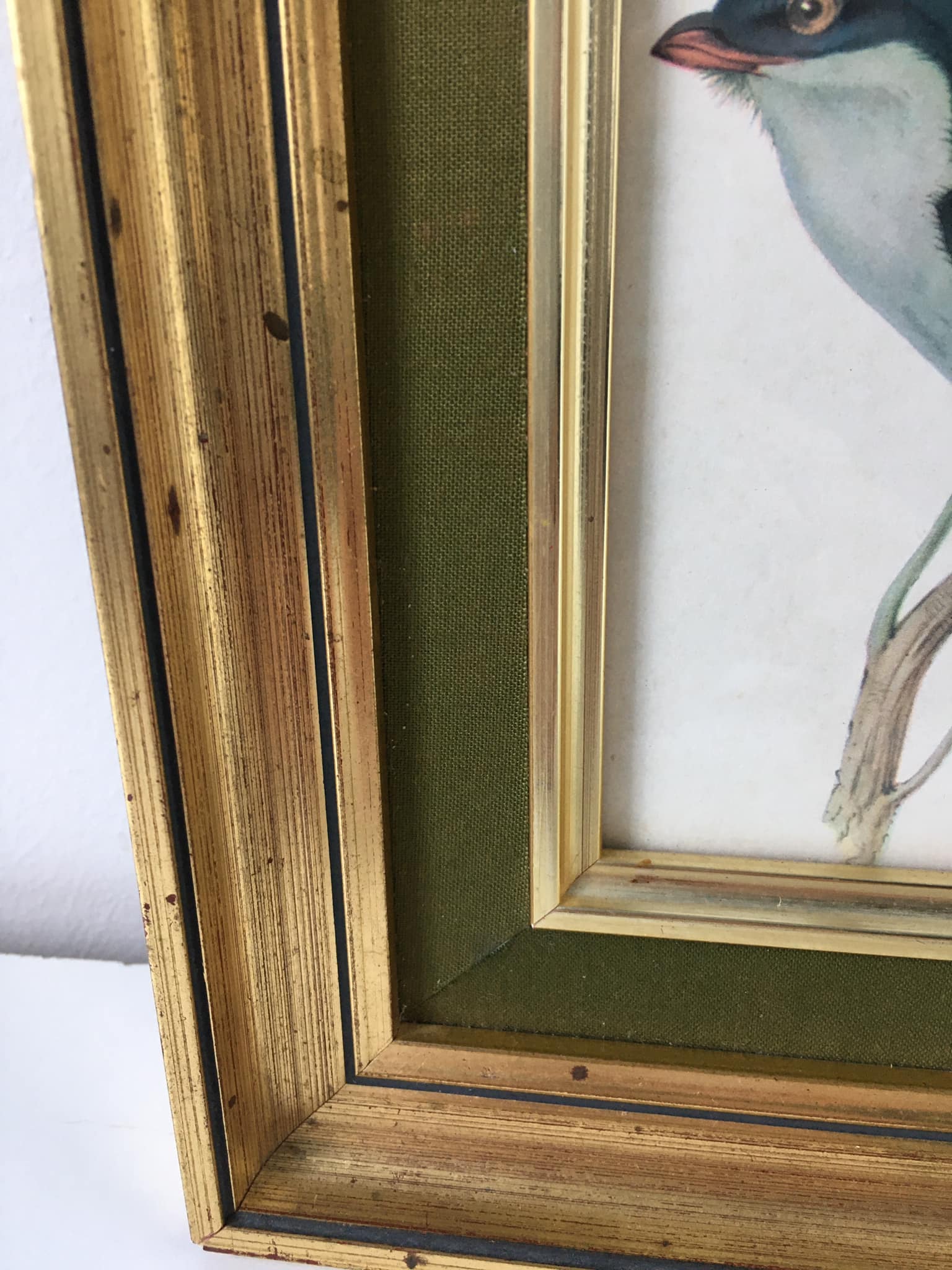 Table reproduction "beautiful colorful bird", gilded wood frame and green fabric