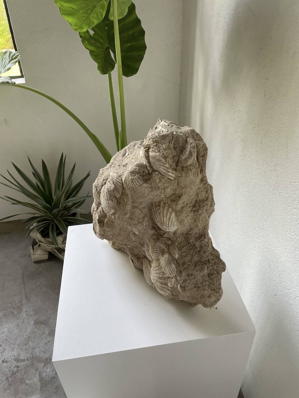 Fossil sedimentary rock and shell