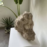 Fossil sedimentary rock and shell