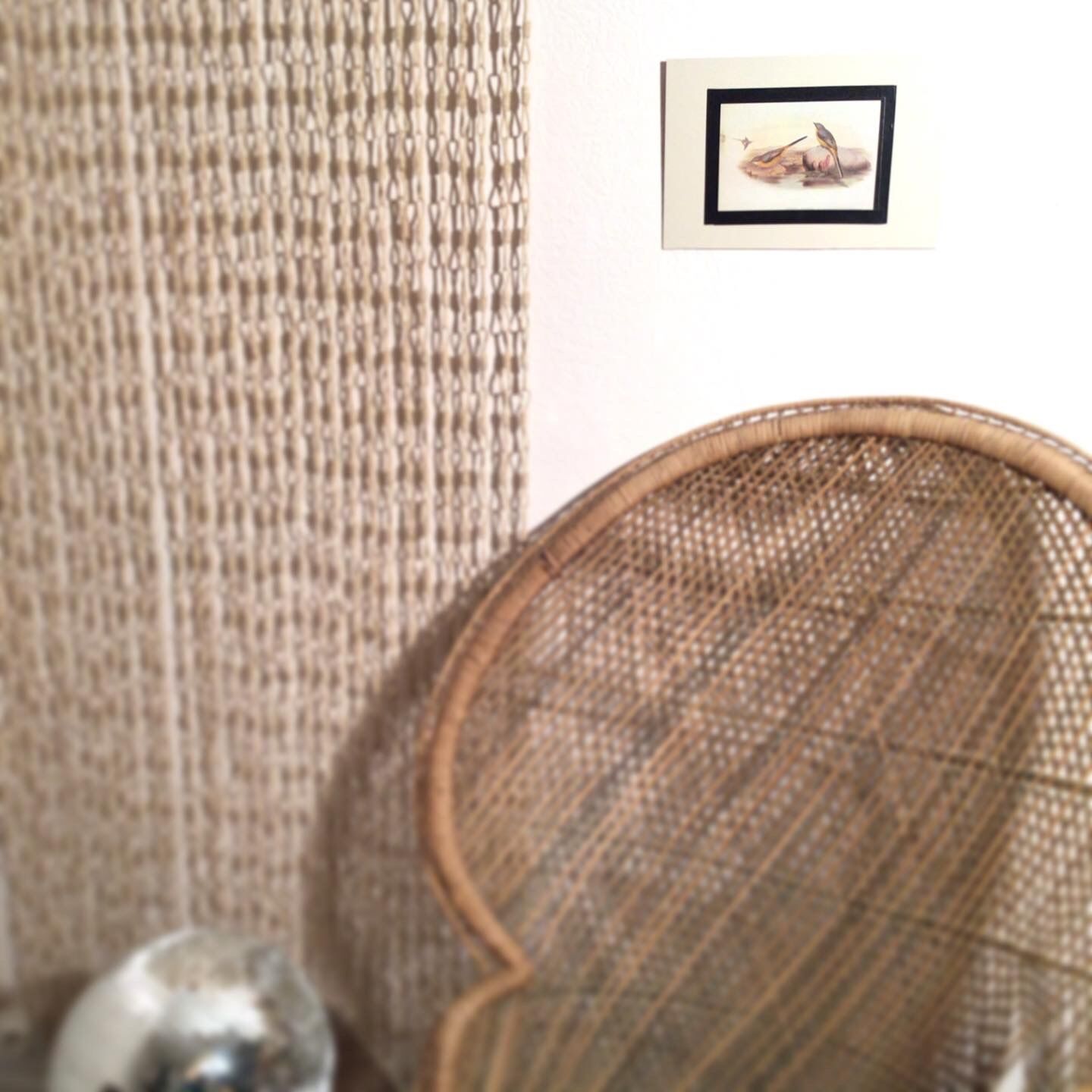 Ornithological plate 1880