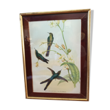 Botanical bird engraving