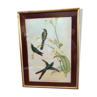 Botanical bird engraving