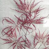 Frame dried flowers
