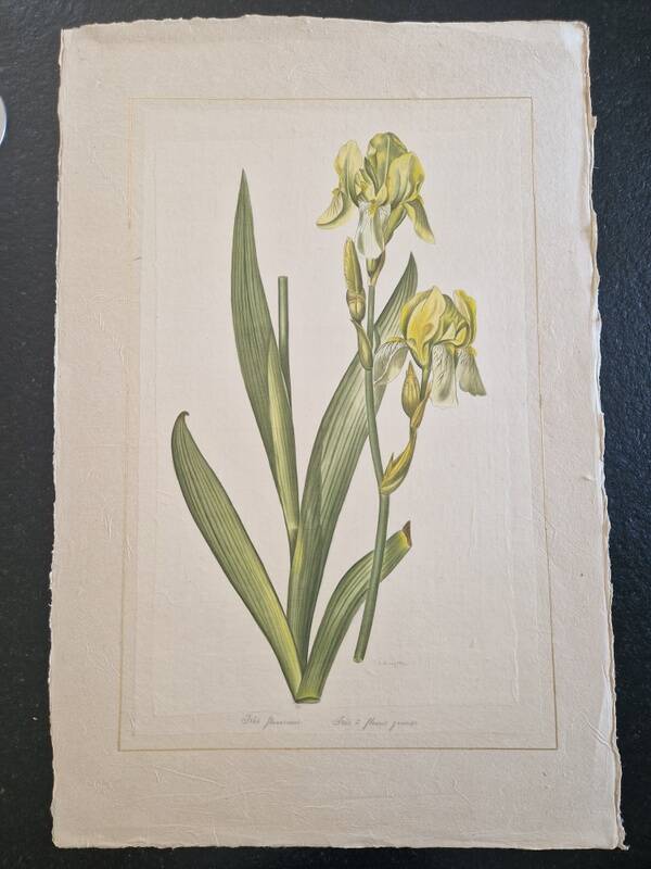 La Roche Laffitte (Born in 1943) - Watercolour drawing on silk - Yellow iris