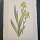 La Roche Laffitte (Born in 1943) - Watercolour drawing on silk - Yellow iris